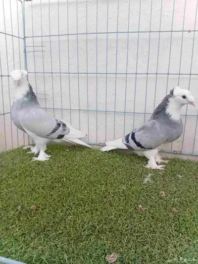 زوج تركي طواقي ازرق او حرمي دبل كرست index