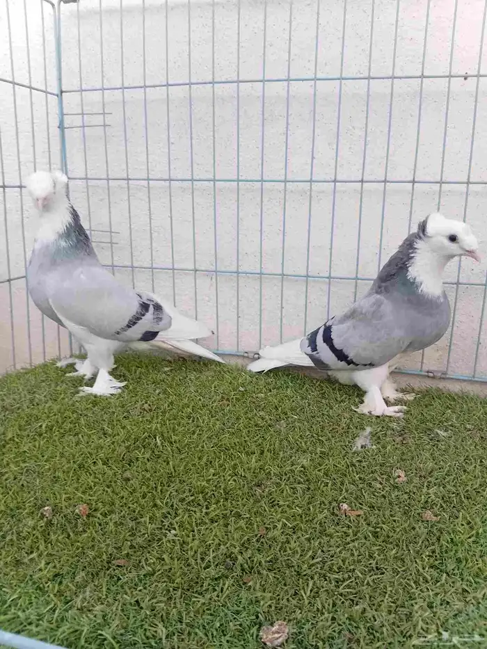 زوج تركي طواقي ازرق او حرمي دبل كرست 3