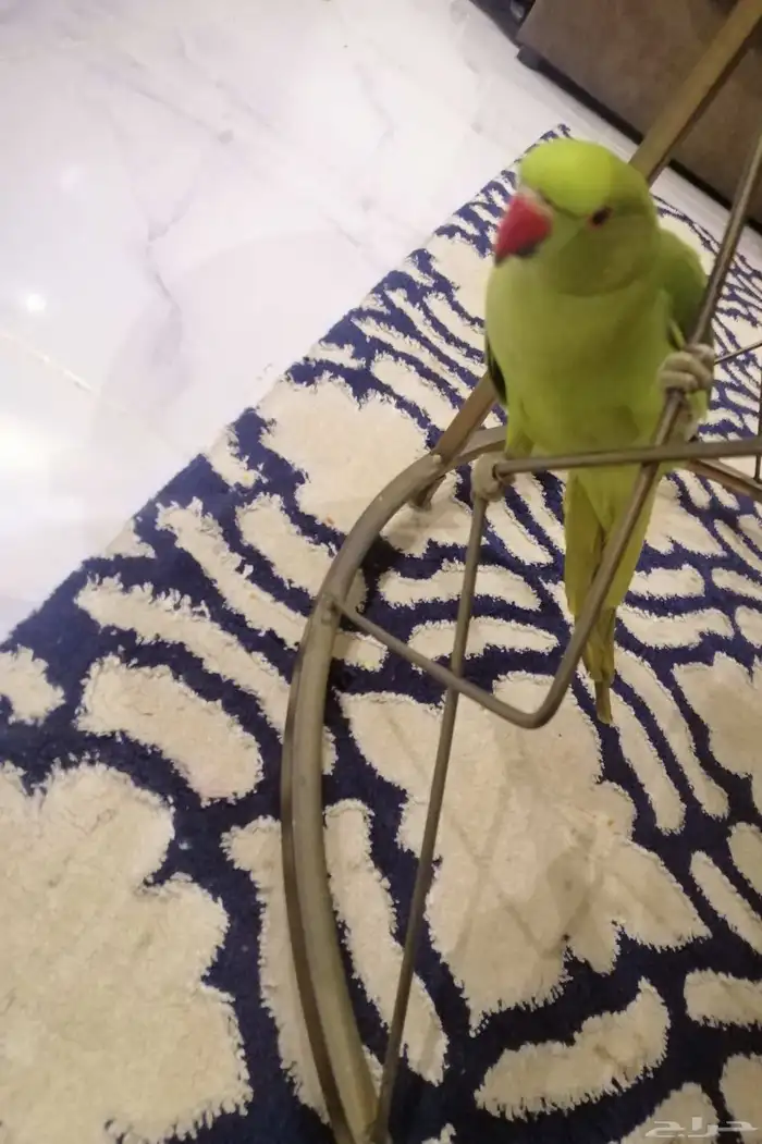 ببغاء درة اليف للبيع او للبدل 1