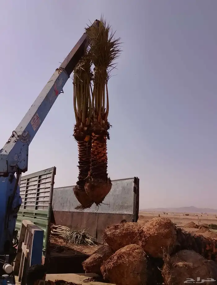 يوجد لدينا جميع انواع النخيل بجميع مقاساته 2