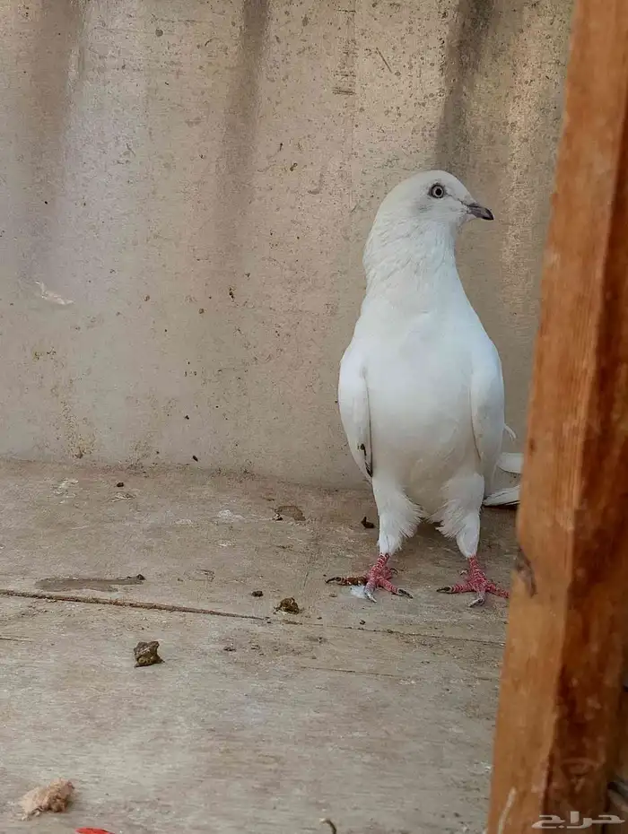 حمام باكستاني وحشي 5