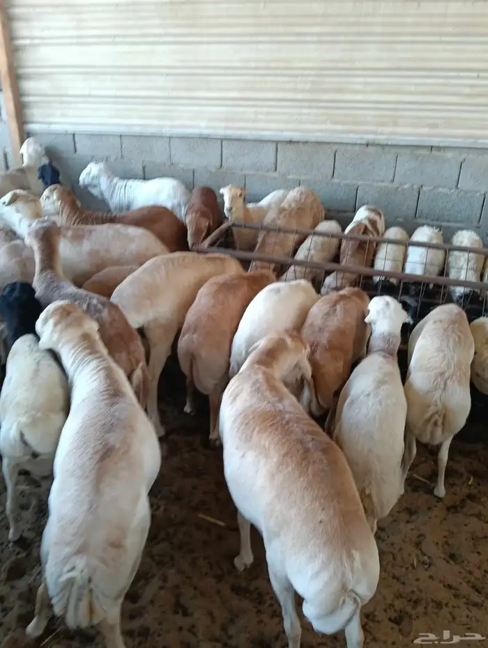 غنم رفيدي اوزان عاليه 0