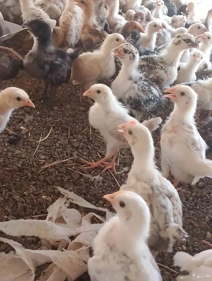 صوص دجاج للبيع السعر 4ريال 0