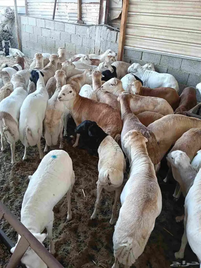 غنم رفيدي اوزان عاليه 2