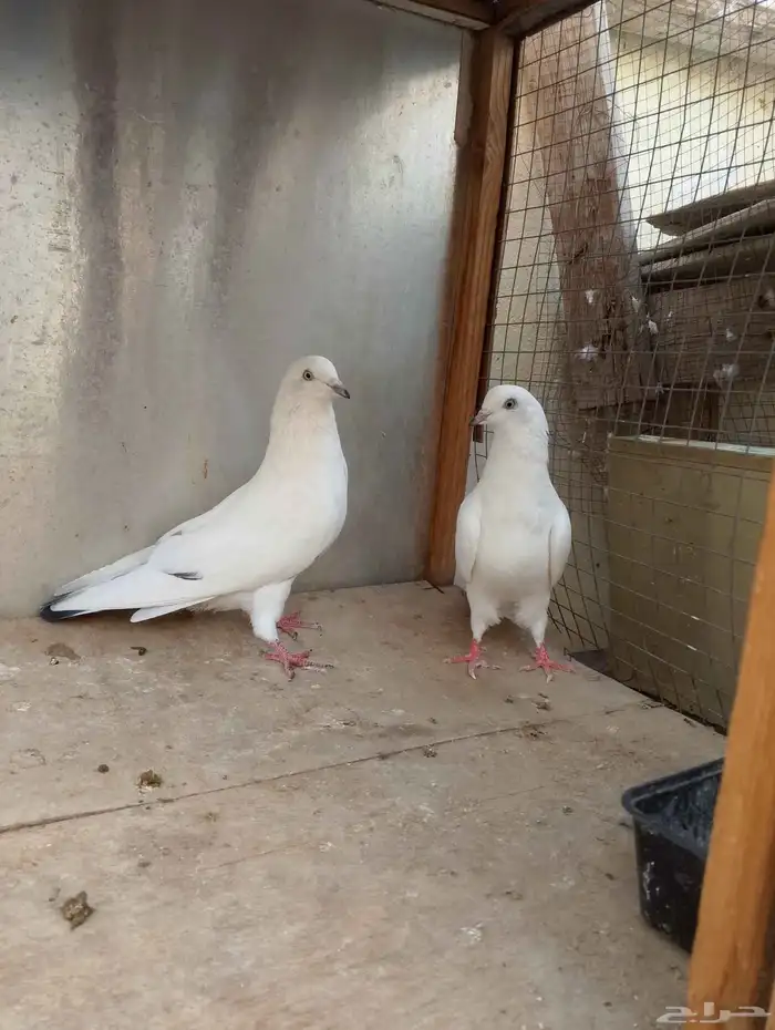 حمام باكستاني وحشي 4