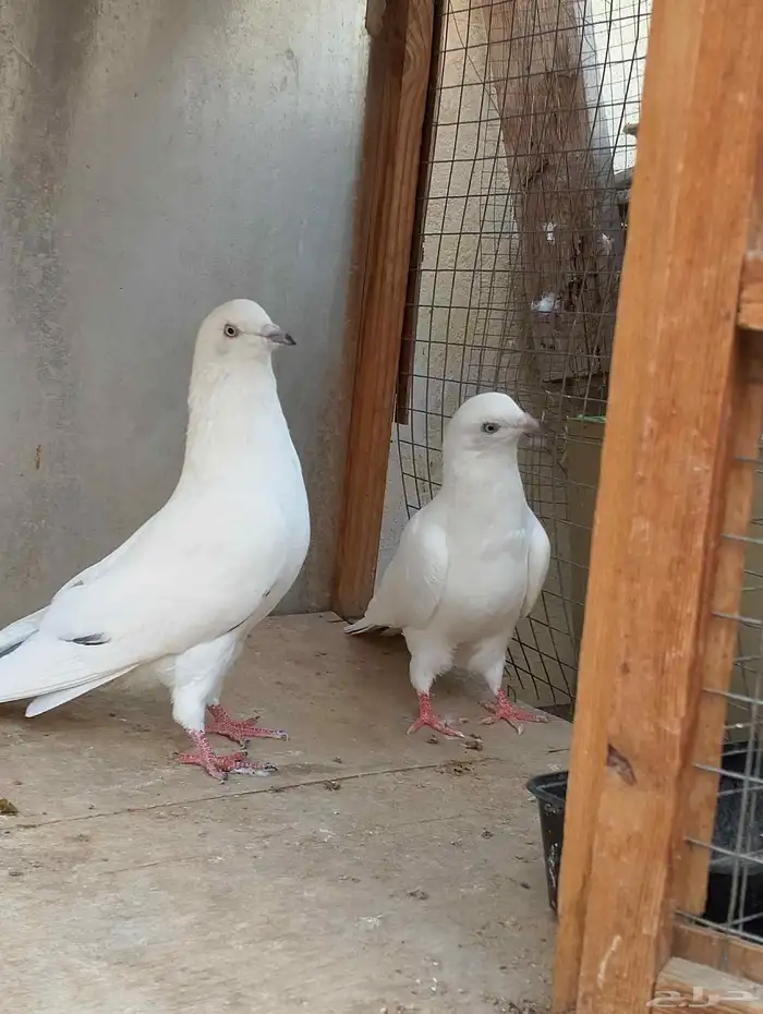 حمام باكستاني وحشي 1