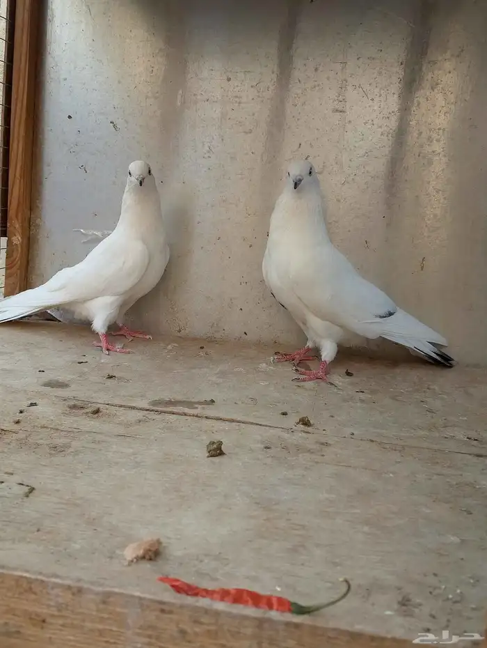 حمام باكستاني وحشي 2