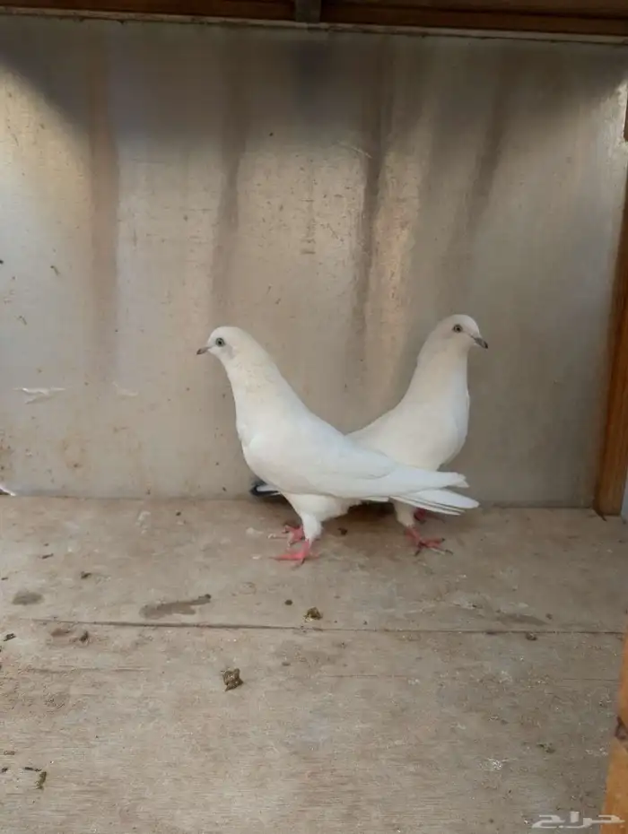 حمام باكستاني وحشي 0