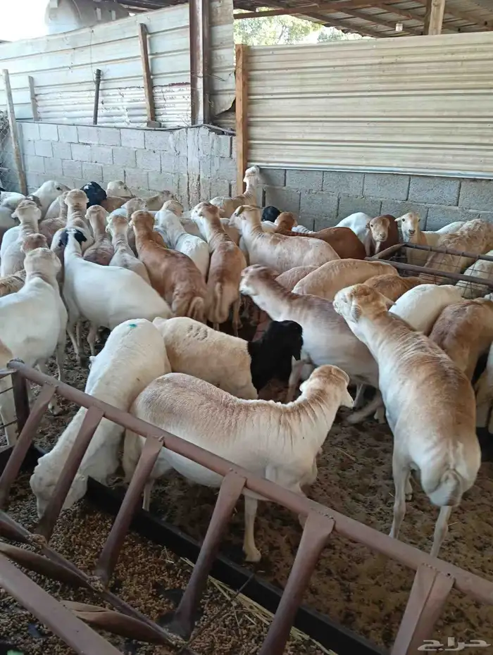 غنم رفيدي اوزان عاليه 1