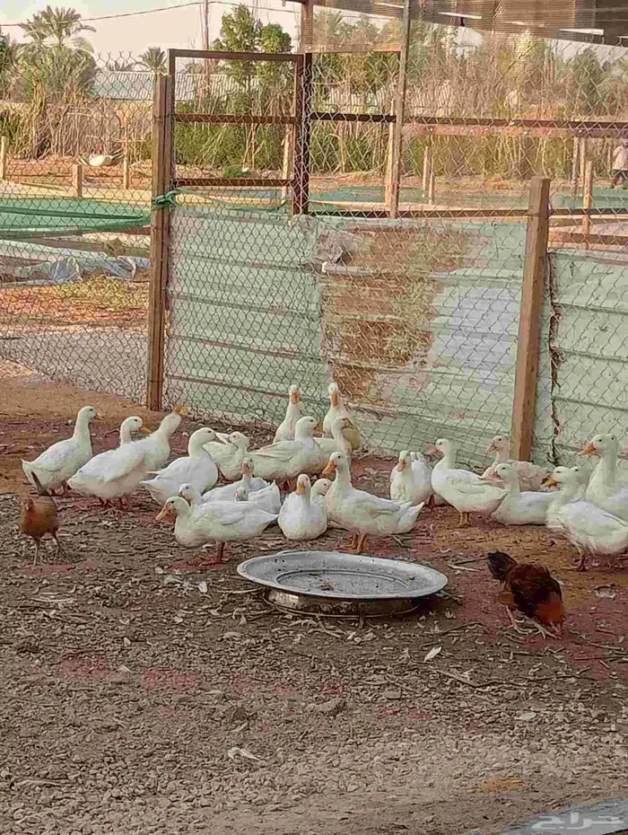 بط بكيني بياض 0