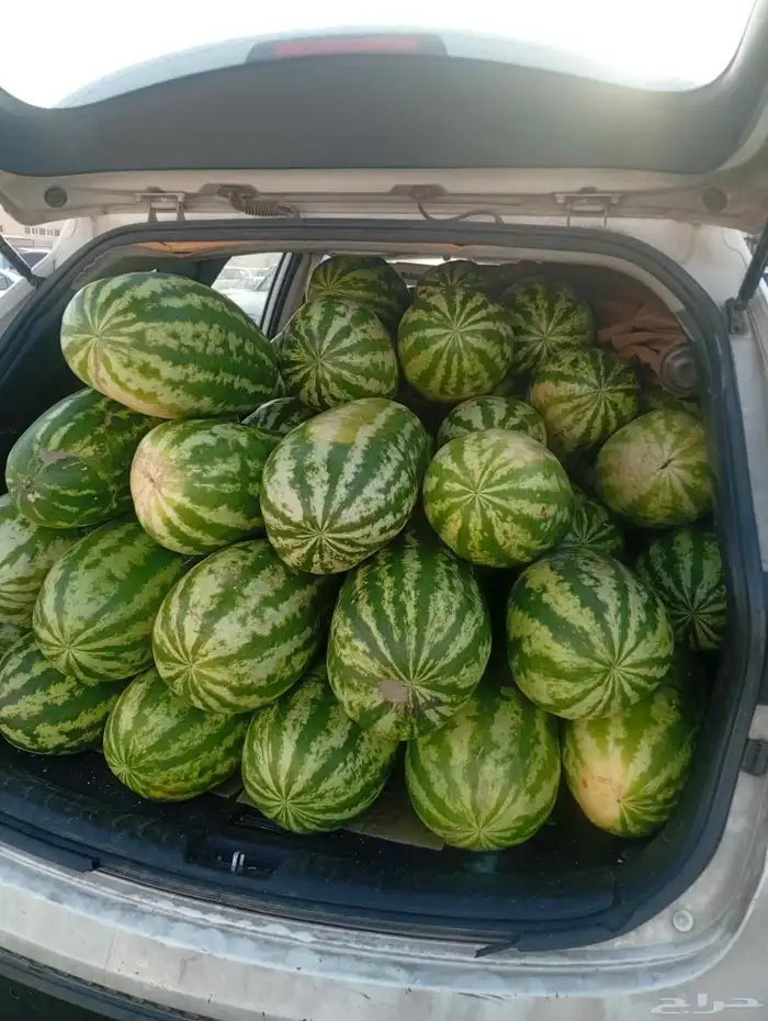 جح وشمام طيب 1