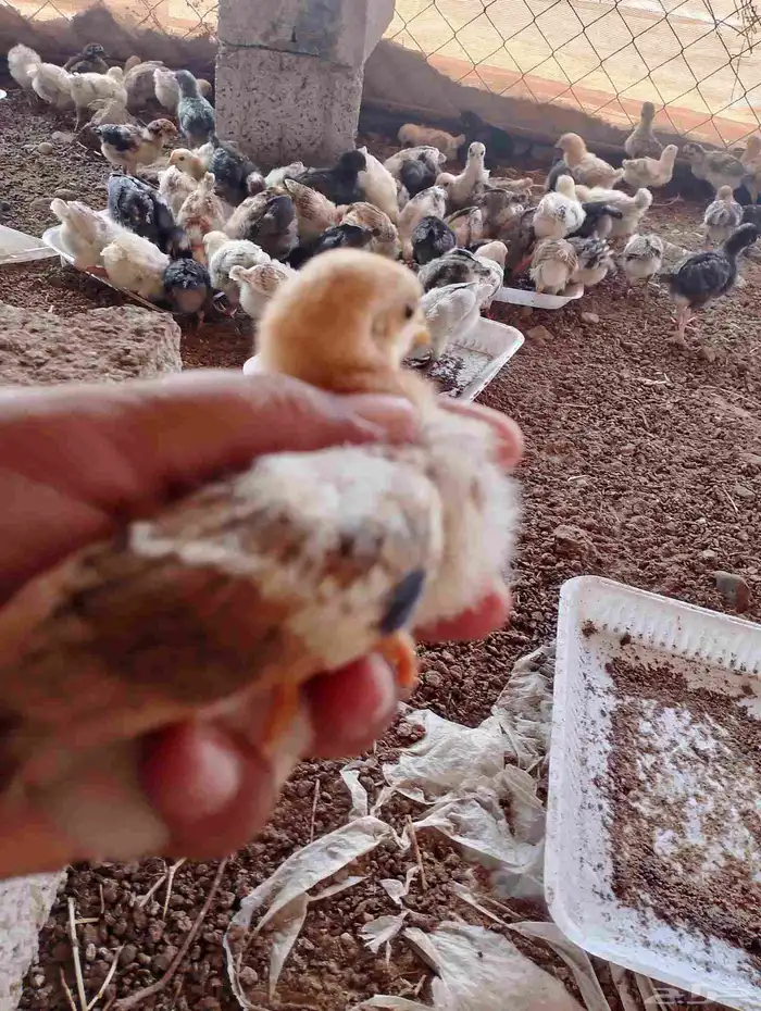 صوص دجاج للبيع السعر 4ريال 4