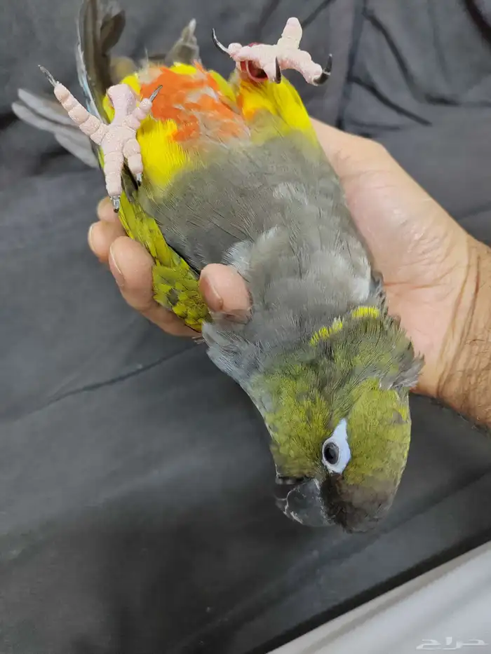 كنيور باتاقونيا النادر 6