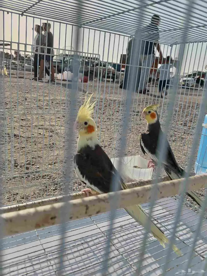 زوج كروان باكستاني 0