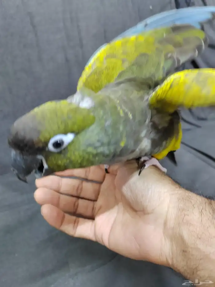 كنيور باتاقونيا النادر 7