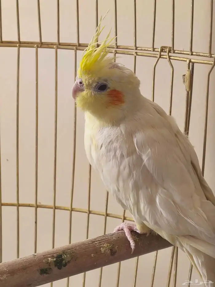 كروان فرخ الموقع الخرج 1