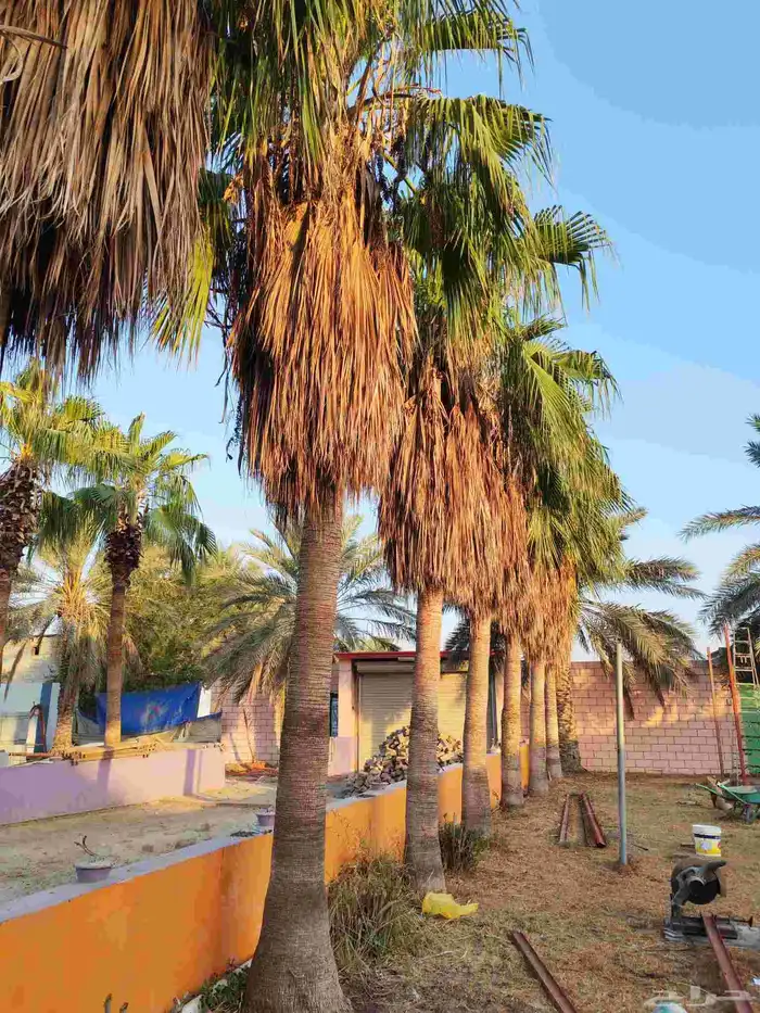 أشجار وشنطونيا 1