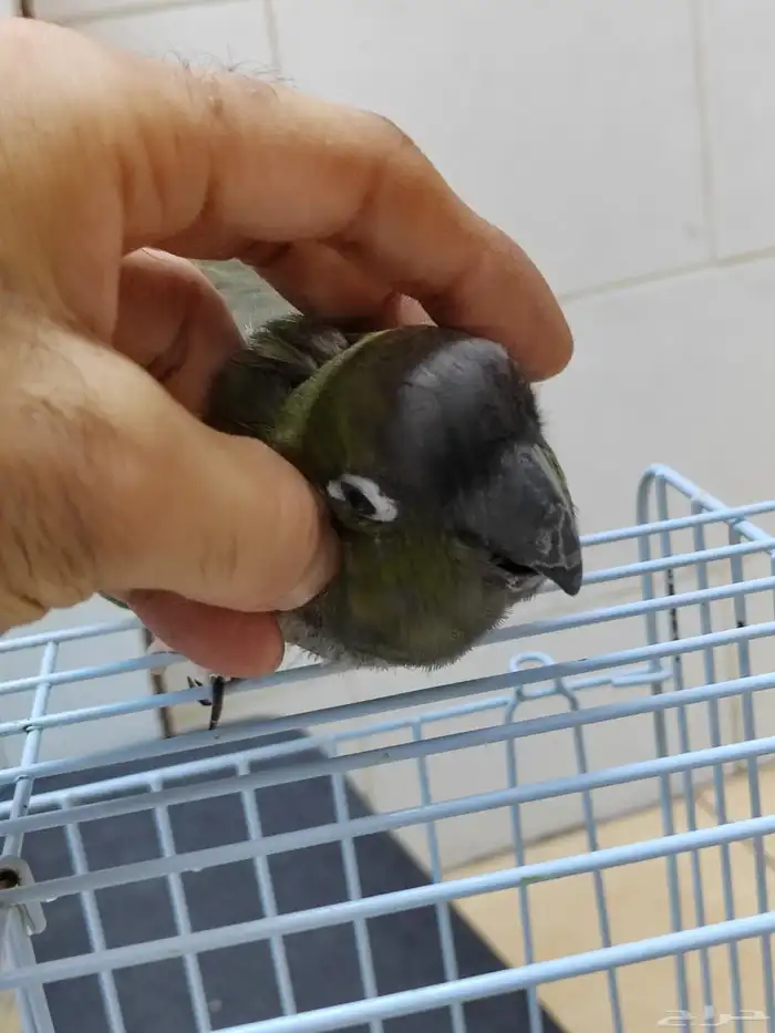 كنيور باتاقونيا النادر 3