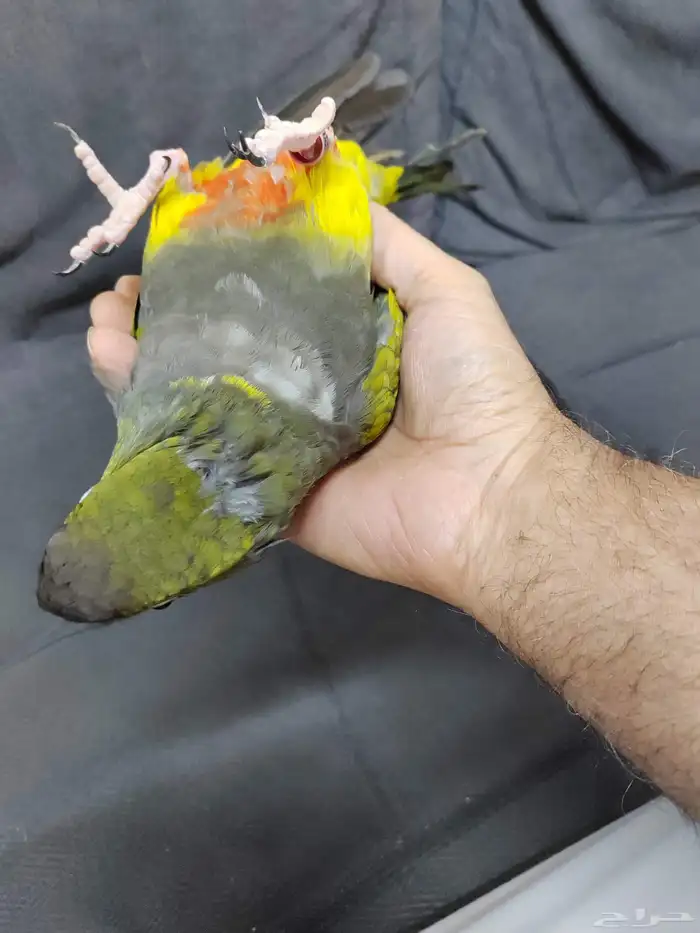 كنيور باتاقونيا النادر 5