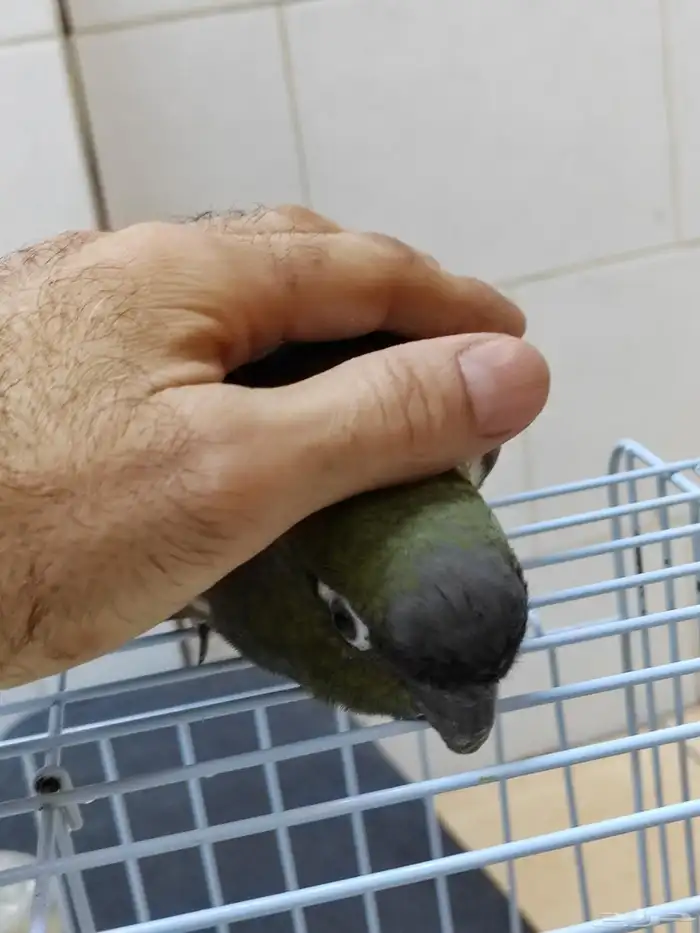 كنيور باتاقونيا النادر 4