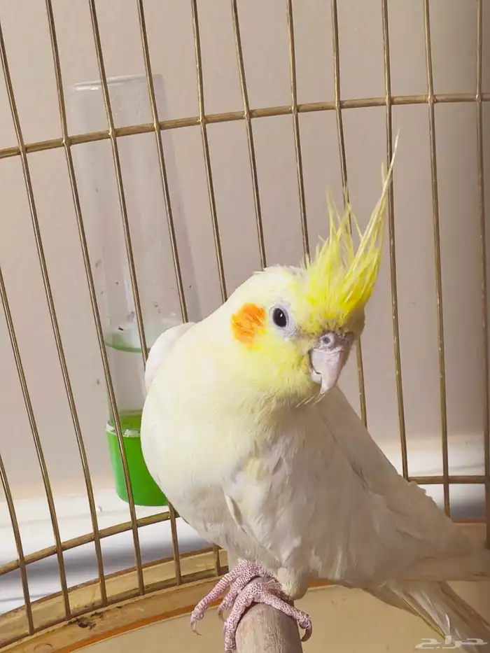 كروان فرخ الموقع الخرج 3