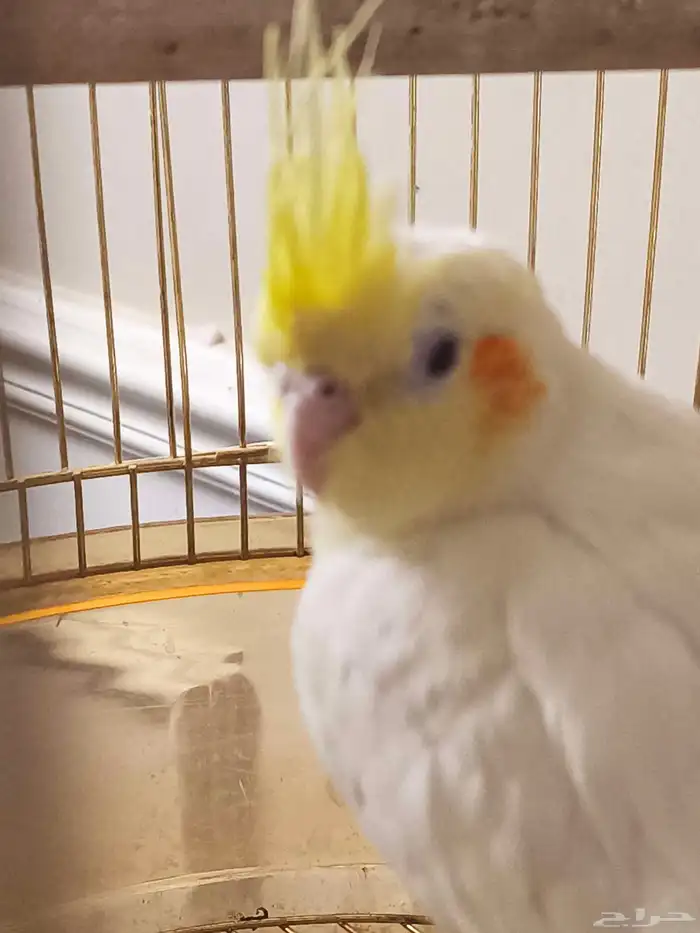 كروان فرخ الموقع الخرج 0