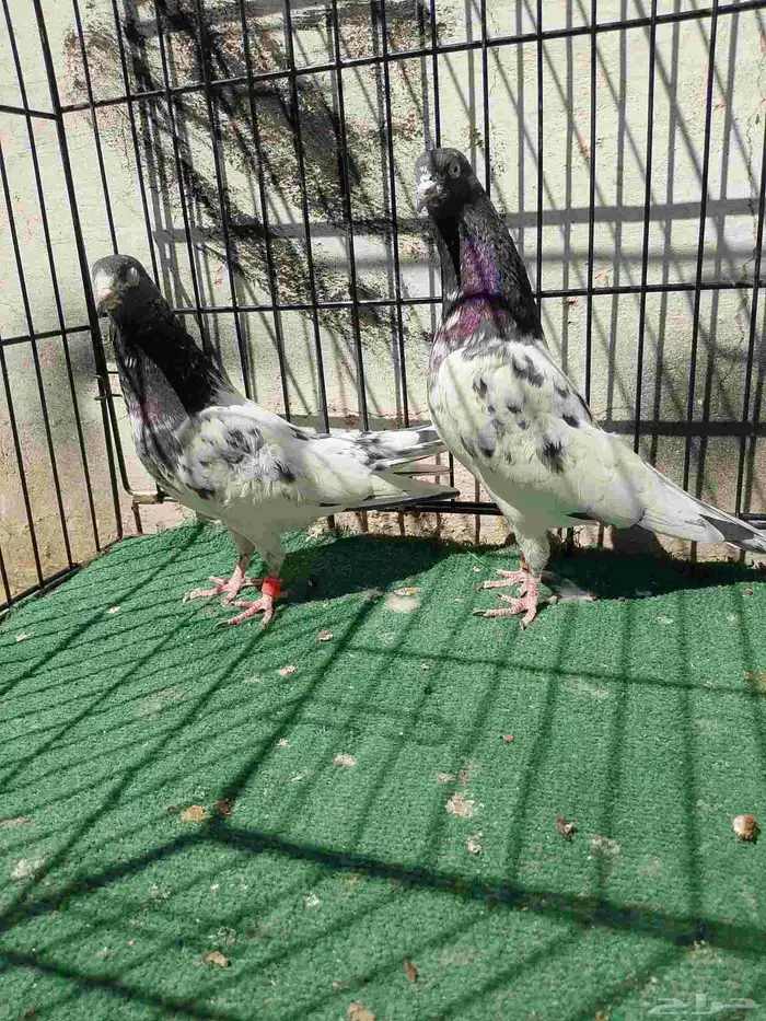 جوز حمام باكستاني تيدي 1