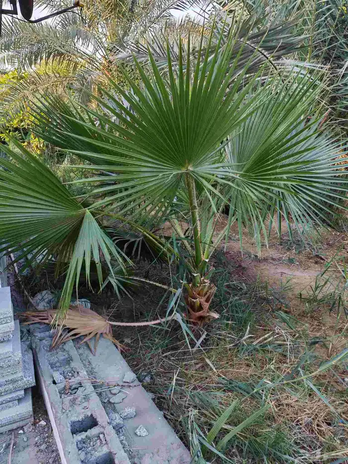 أشجار وشنطونيا 3