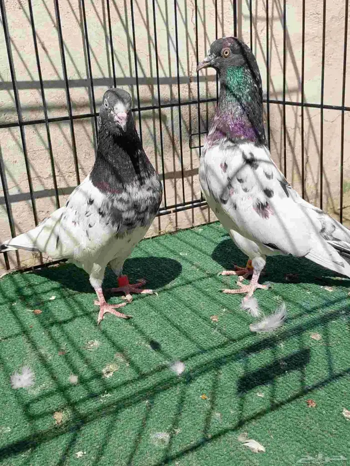 جوز حمام باكستاني تيدي 0