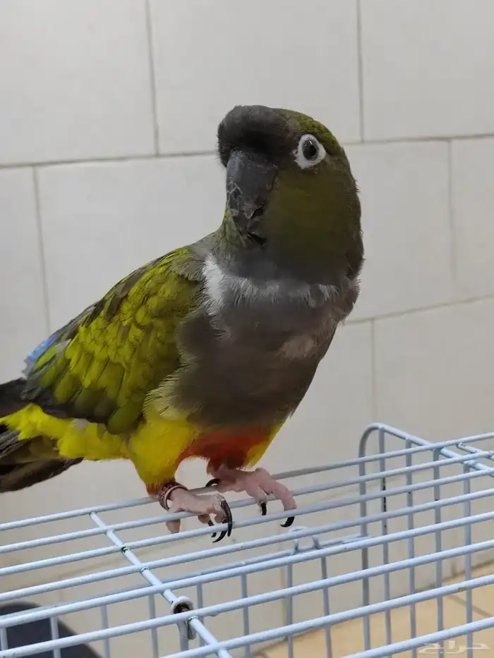 كنيور باتاقونيا النادر 1