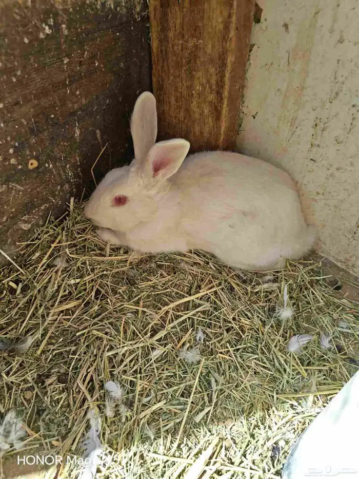 أرانب للبيع 2