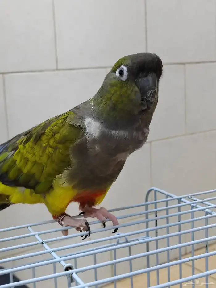 كنيور باتاقونيا النادر 0