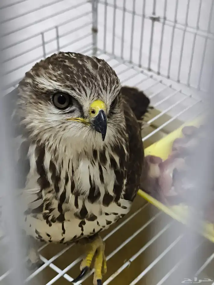 وين اهل الصقور 3