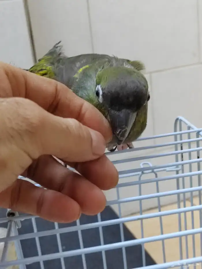 كنيور باتاقونيا النادر 2