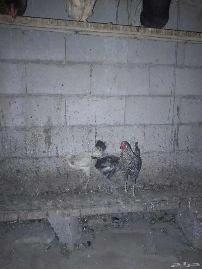 دجاج للبيع 2