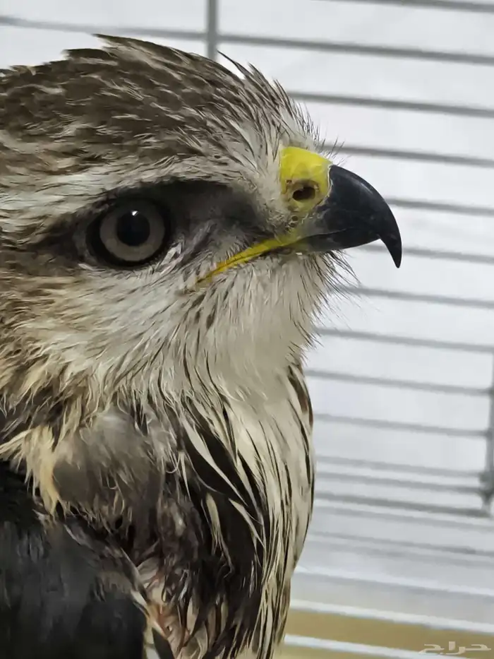 وين اهل الصقور 2