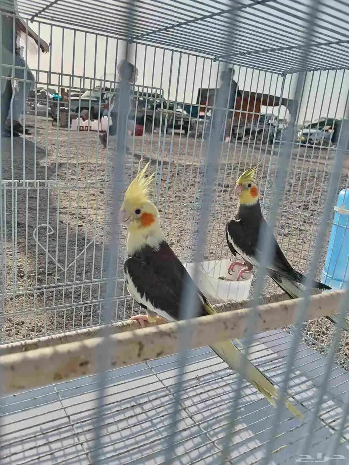 زوج كروان باكستاني 1