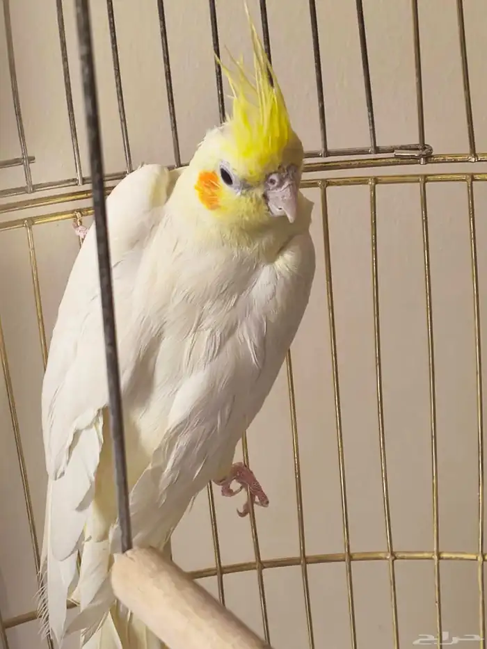 كروان فرخ الموقع الخرج 2