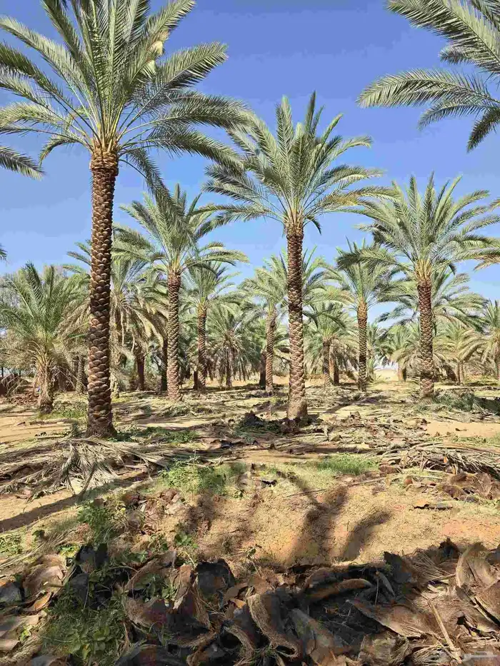 نخيل واشنطني نخيل عربي 5