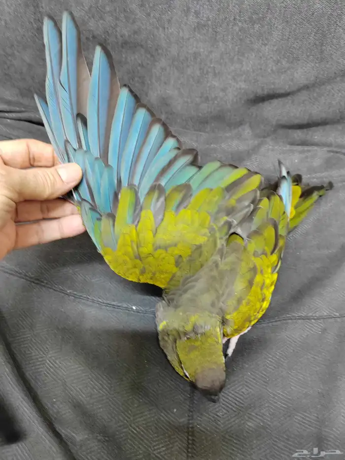 كنيور باتاقونيا النادر 9