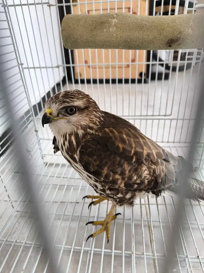 وين اهل الصقور 1