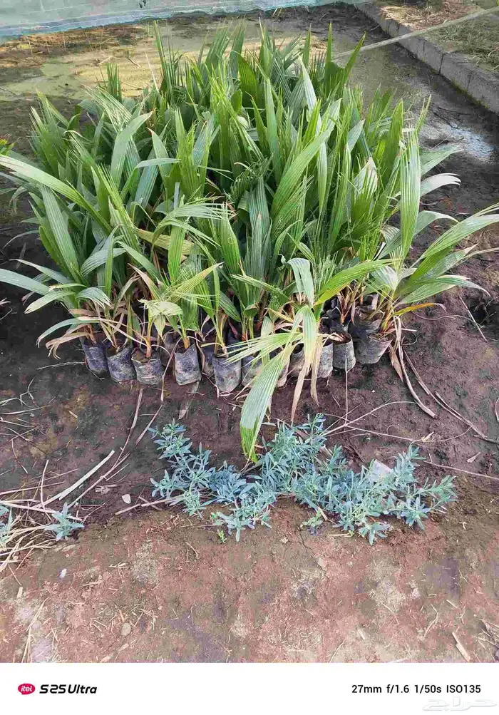 نخل واشنطن زينه ويتوفر شتلات واشنطن زينه 5