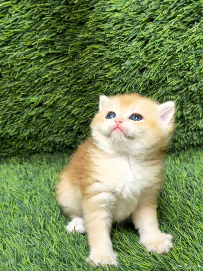 سكوتش ستريت ny مستوى بطل تم البيع 3