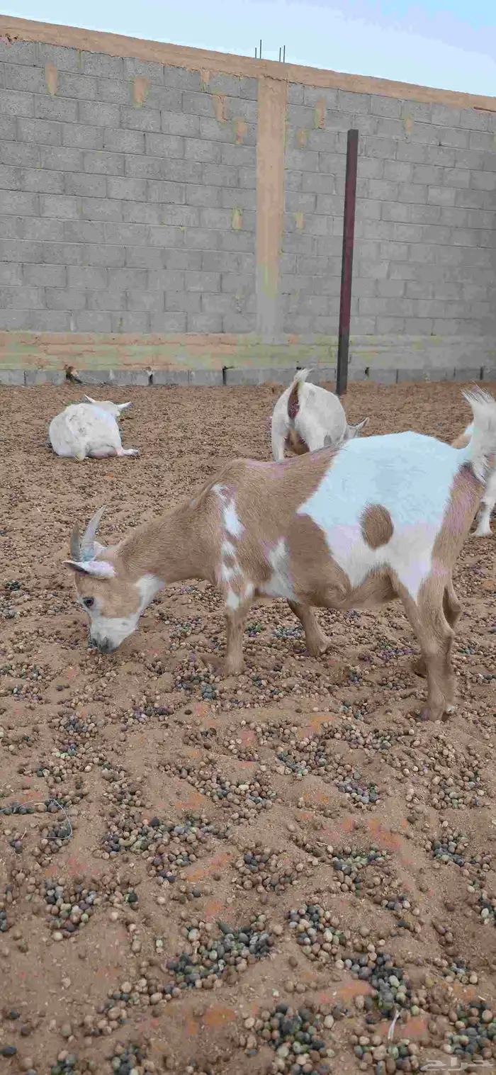 ماعز قزم أمهات فواخر دفيع من تيس خصم ابيض صافي 8