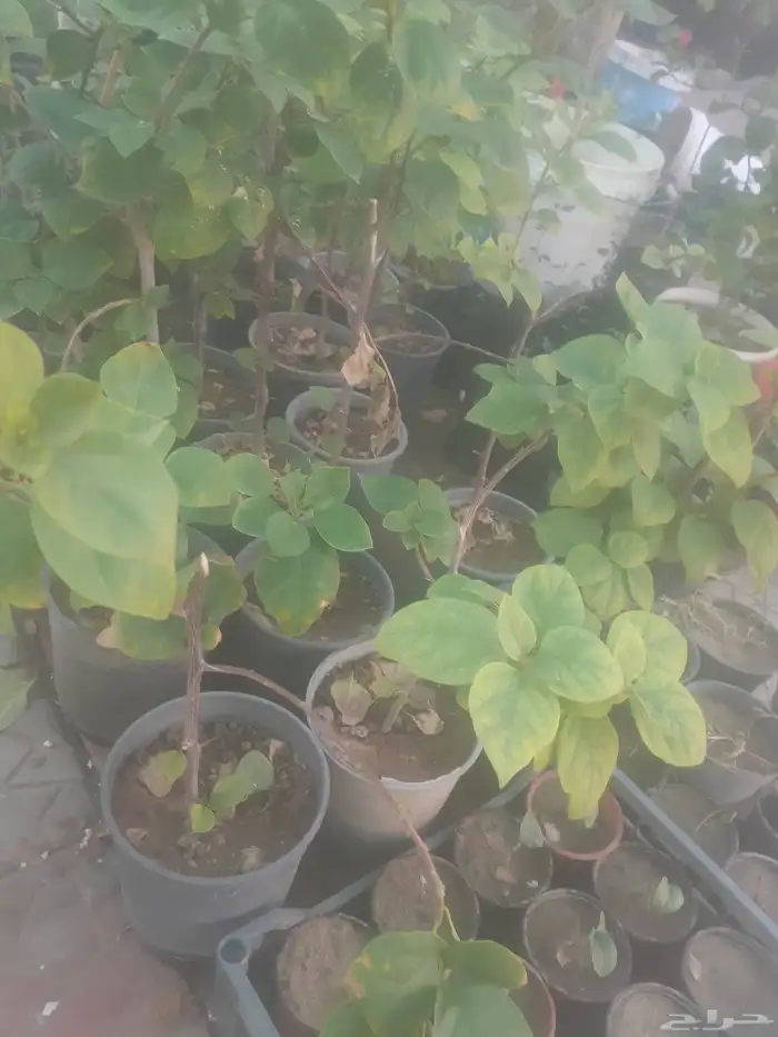 زراعه جميع انواع الاشجار والنخل النجيل القص والتزيين التقليم 1