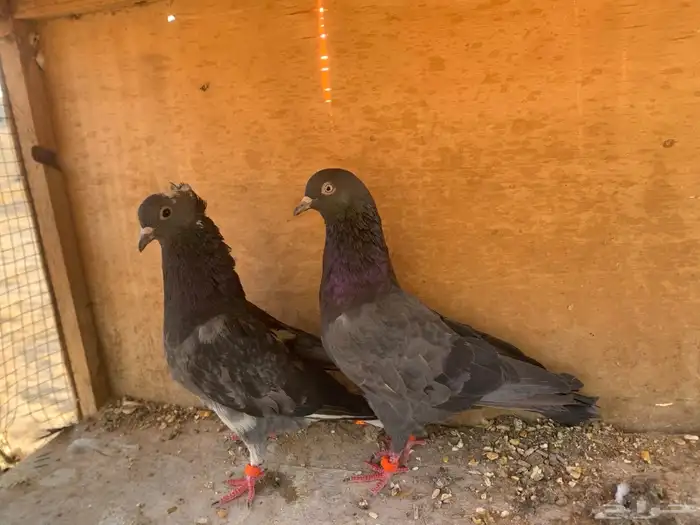 جوز قلابي قطيفي 1