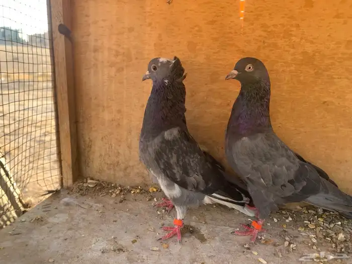 جوز قلابي قطيفي 2