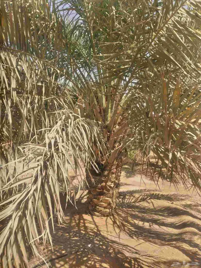 نخل فسايل ونقايل 4