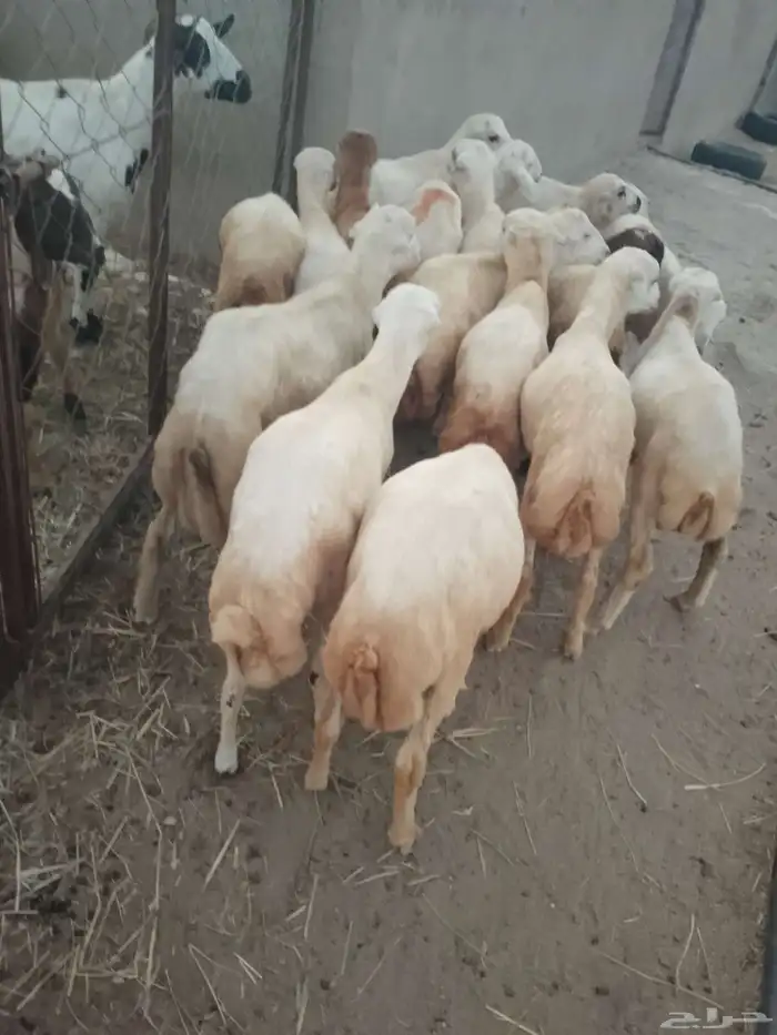 خرفان بلادي العدد 15ذكور و2رخيال الموقع العيدابي 2