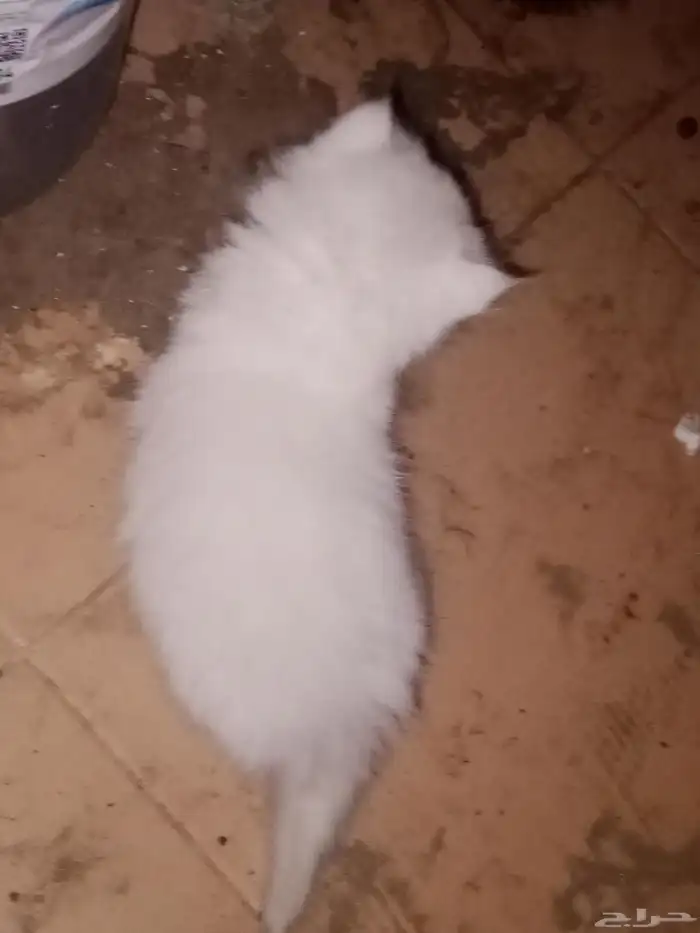 قطه شيرازيه وإنتاجها عددهم 2 للبيع وليس للتبني 2